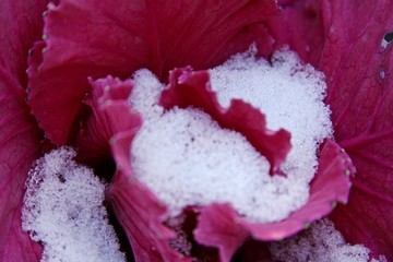 雪