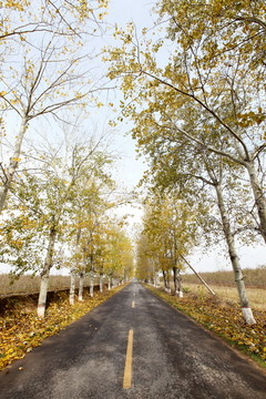 公路旁的楊樹