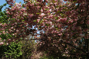 櫻花盛開(kāi)