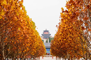 青州市甲子文化園