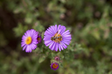 菊花蜜蜂