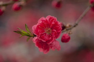 桃花特寫