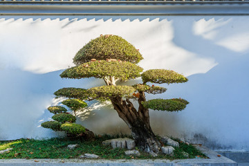 歸真園盆景