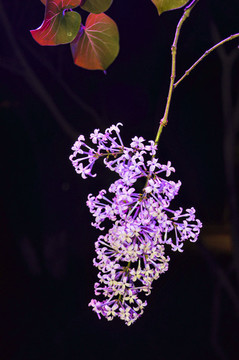 丁香花