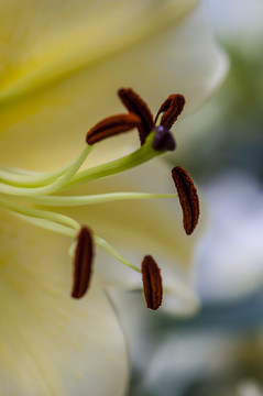 百合花