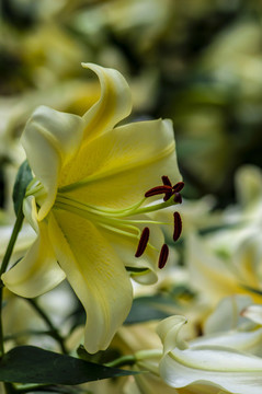 百合花