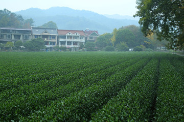 生態(tài)茶園