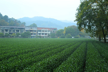 茶園