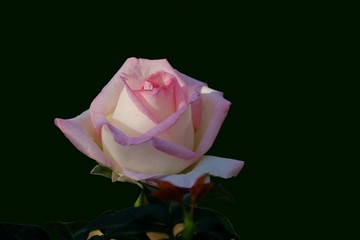 玫瑰花