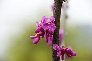 唯美春花