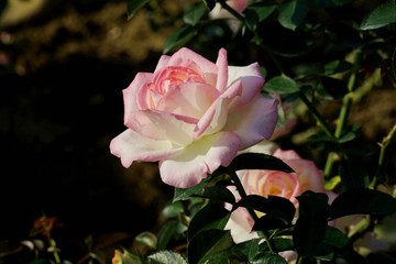 玫瑰花