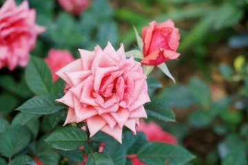 玫瑰花