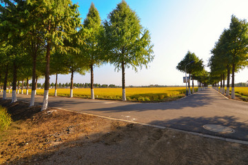 鄉(xiāng)村林蔭道
