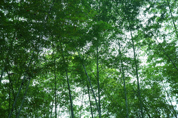 竹林