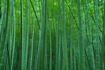 綠竹林