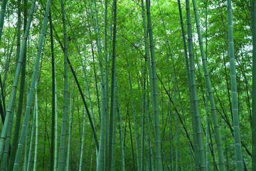 竹林