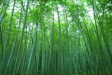 竹林