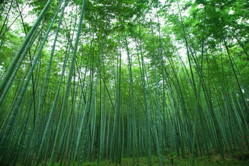 竹林