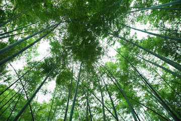竹林