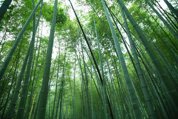 竹林