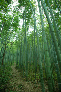 綠竹林