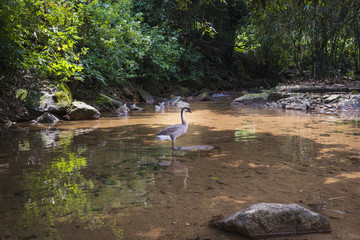 森林公園素材流水小溪