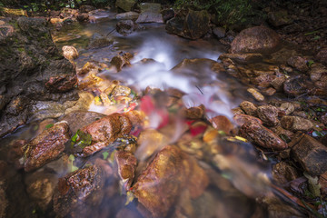 森林公園素材流水小溪