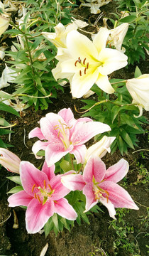 黃色和粉色的百合花