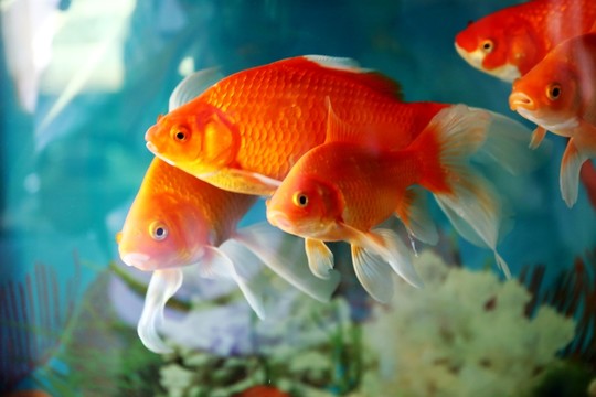 紅鯉魚(yú)