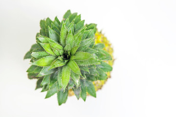 水果菠蘿