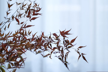 花藝