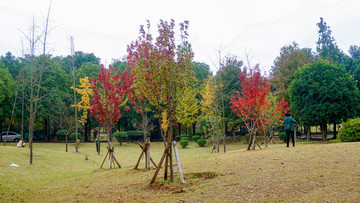紅楓