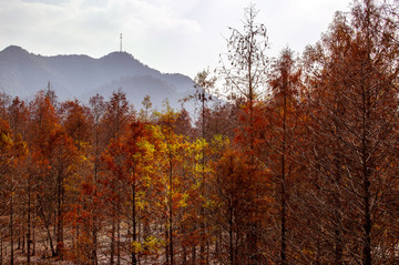 紅樹(shù)林