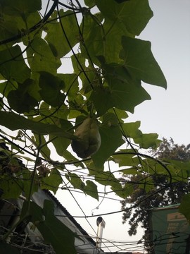 馬蹄果