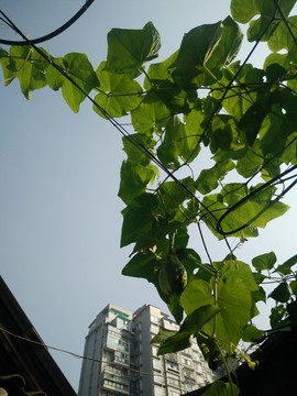 馬蹄果