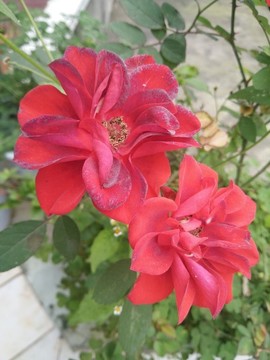月季花