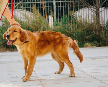 金毛獵犬