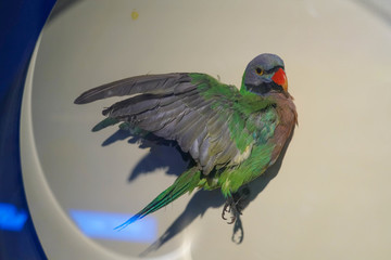 鳥類標本
