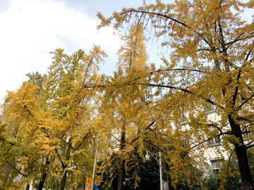銀杏