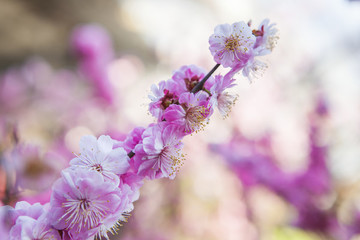 冬季梅花特寫(xiě)