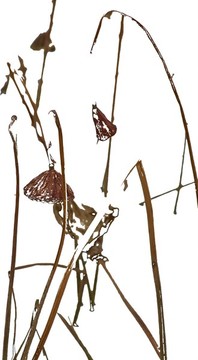殘荷