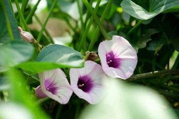 紅薯花