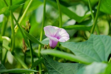 紅薯花