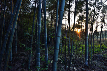 竹林晚霞
