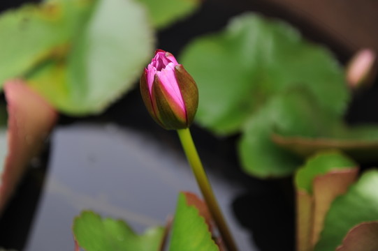 睡蓮