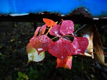 雨中的紅葉