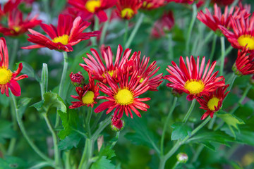 小紅菊