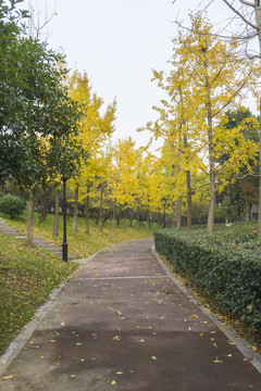 道路黃葉