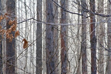 森林晨霧