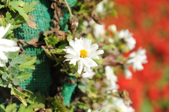 菊花